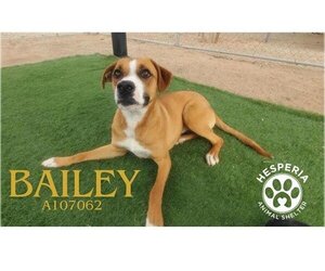 Boxer-Unknown Mix Dogs for adoption in HESPERIA, CA, USA