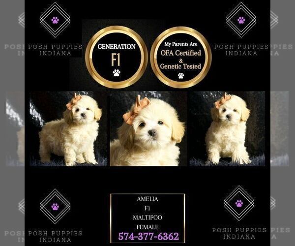 Medium Photo #24 Maltipoo Puppy For Sale in WARSAW, IN, USA