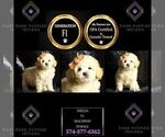 Small Photo #24 Maltipoo Puppy For Sale in WARSAW, IN, USA