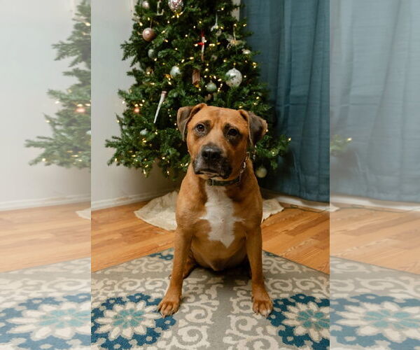 Medium Photo #1 Mutt Puppy For Sale in Germantown, OH, USA