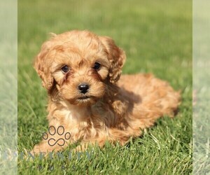 Cavapoo (Miniature) Puppy for sale in RONKS, PA, USA