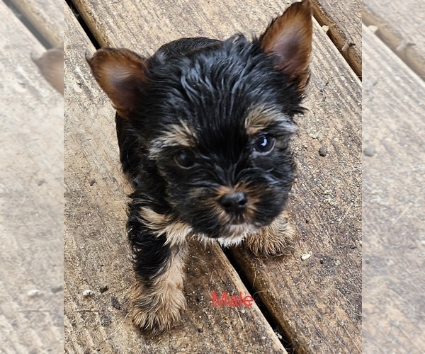 Medium Photo #2 Yorkshire Terrier Puppy For Sale in CONKLIN, NY, USA