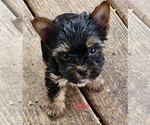 Small #1 Yorkshire Terrier
