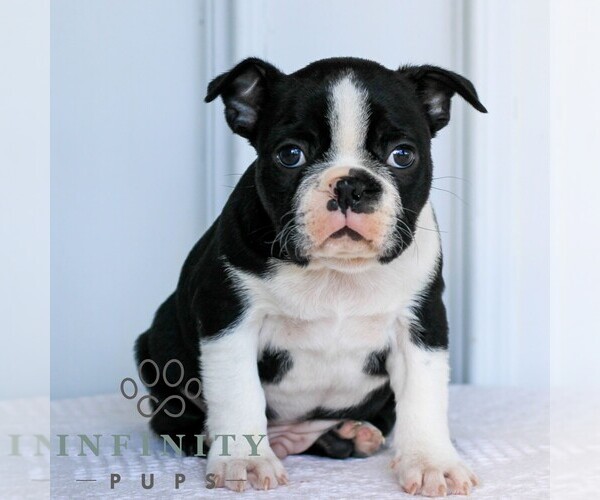 Medium Photo #1 Boston Terrier Puppy For Sale in MANHEIM, PA, USA