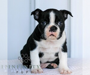 Boston Terrier Puppy for sale in MANHEIM, PA, USA