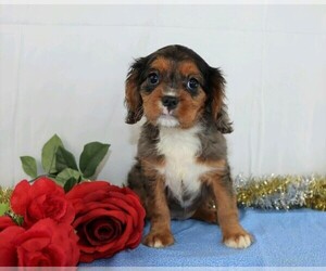 Cavalier King Charles Spaniel Puppy for sale in FREDERICKSBG, OH, USA