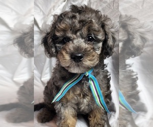 Bichpoo Puppy for sale in REIDSVILLE, NC, USA