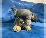 Small Photo #27 French Bulldog Puppy For Sale in MENLO PARK, CA, USA