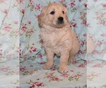 Small Photo #2 Golden Retriever Puppy For Sale in BLOOMINGTON, IN, USA