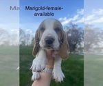 Small #1 Basset Hound