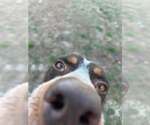 Small #3 Coonhound