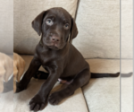 Small #1 Labrador Retriever