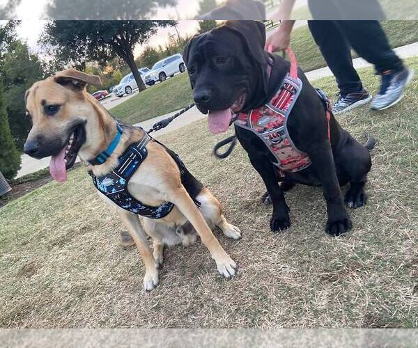 Puppyfinder Com View Ad Photo 10 Of Listing Cane Corso German Shepherd Dog Mix Puppy For Sale Adn 245002 Texas Keller Usa