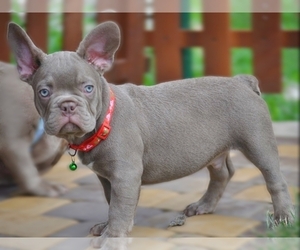French Bulldog Puppy for sale in EASTON, PA, USA