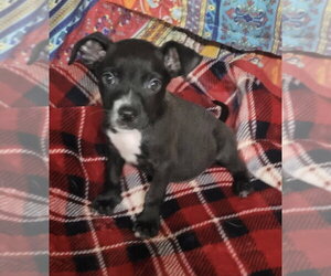 Boston Terrier-Unknown Mix Dogs for adoption in Bolivar, MO, USA
