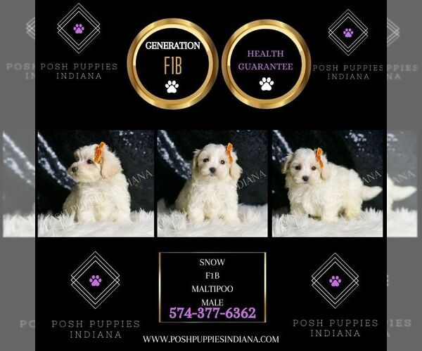 Medium Photo #6 Maltipoo Puppy For Sale in WARSAW, IN, USA