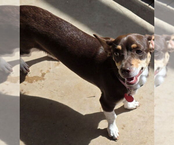 Medium Photo #4 Chiweenie Puppy For Sale in San Antonio, TX, USA