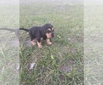 Small #1 Bloodhound