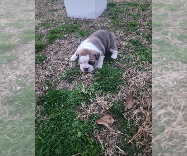 Medium Photo #1 Bulldog Puppy For Sale in GOLDSBORO, NC, USA