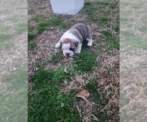 Bulldog Puppy for Sale in GOLDSBORO, North Carolina USA