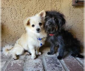 Pom-A-Poo Puppy for sale in TEMECULA, CA, USA