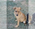 Small #1 Labrador Retriever Mix