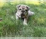 Small #4 English Bulldog