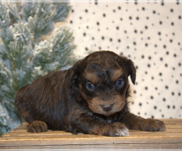 Medium Photo #4 Aussiedoodle Miniature  Puppy For Sale in NEWBERRY, IN, USA