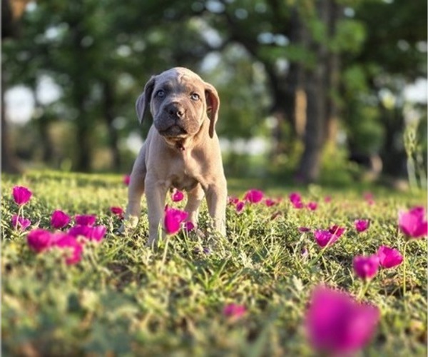 Medium Photo #5 Cane Corso Puppy For Sale in BANGS, TX, USA