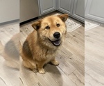 Small Photo #1 Chow Chow-Siberian Husky Mix Puppy For Sale in GIDDINGS, TX, USA
