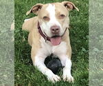 Small American Staffordshire Terrier