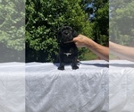 Puppy Black Female 2 Cane Corso