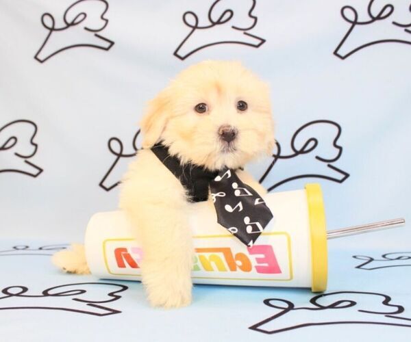 Medium Photo #18 Mal-Shi Puppy For Sale in LAS VEGAS, NV, USA