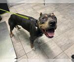 Small American Staffordshire Terrier Mix