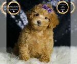 Small #5 Maltipoo