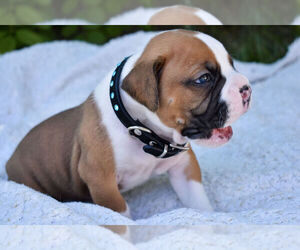 Boxer Puppy for sale in HURRICANE, UT, USA