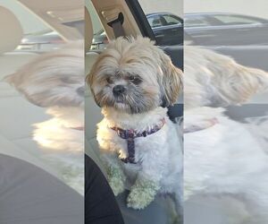 Mother of the Shih Tzu puppies born on 06/13/2025