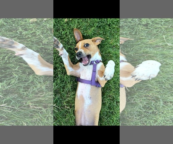 Medium Photo #2 Chihuahua-Unknown Mix Puppy For Sale in Dallas, TX, USA