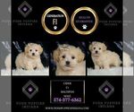 Small Photo #79 Maltipoo (Miniature) Puppy For Sale in WARSAW, IN, USA