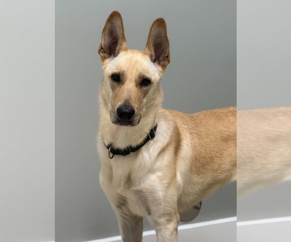 Medium Photo #8 German Shepherd Dog-Unknown Mix Puppy For Sale in Plantation, FL, USA