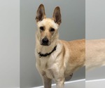 Small #7 German Shepherd Dog Mix
