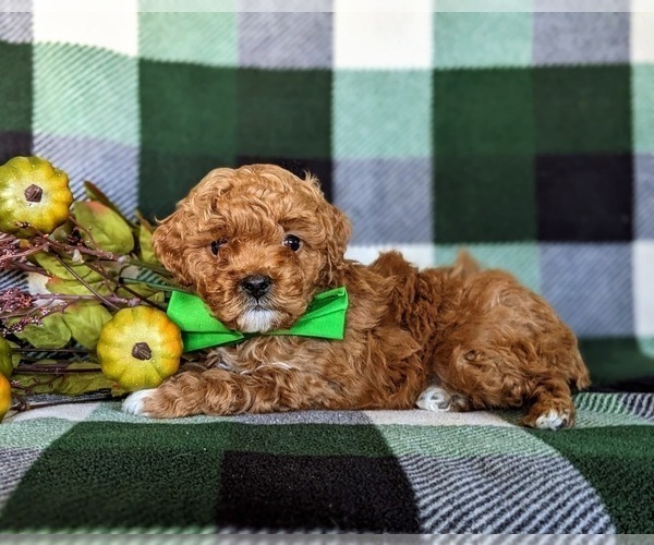 Medium Photo #4 Poodle (Toy) Puppy For Sale in NEW PROVIDENCE, PA, USA