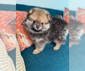 Pomeranian Puppy for sale in TAMPA, FL, USA