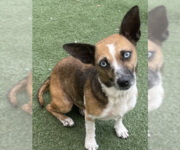 Medium Photo #1 Chihuahua-Unknown Mix Puppy For Sale in Texas City, TX, USA