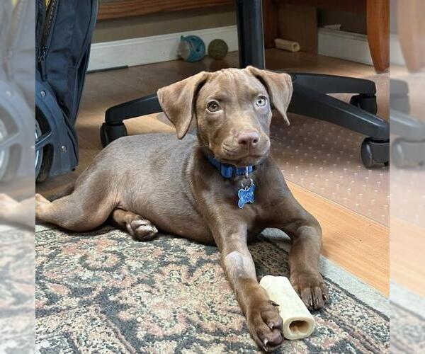 Medium Photo #3 Labrador Retriever-Unknown Mix Puppy For Sale in San Diego, CA, USA