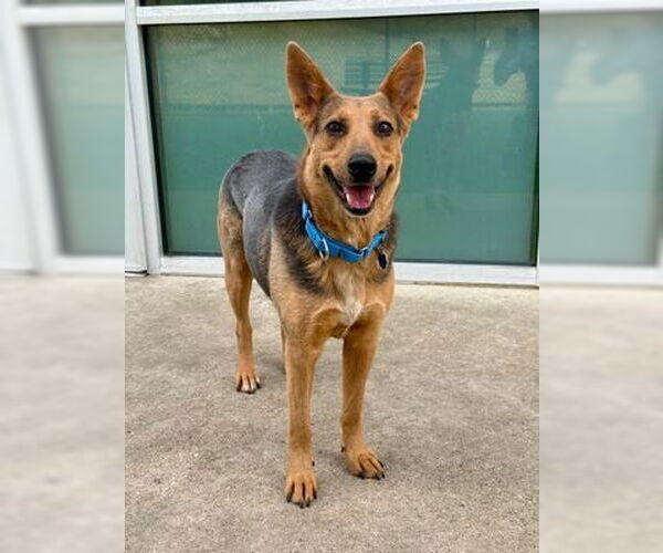 Medium Photo #3 Mutt Puppy For Sale in Canton, CT, USA