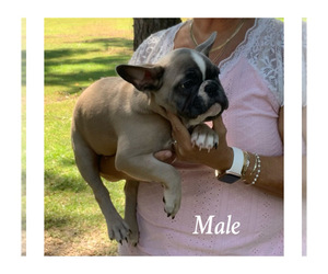 French Bulldog Puppy for sale in ALBANY, GA, USA