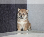 Small Photo #5 Shiba Inu Puppy For Sale in BEVERLY HILLS, CA, USA