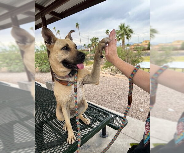 Medium Photo #3 Black Mouth Cur-Unknown Mix Puppy For Sale in phoenix, AZ, USA