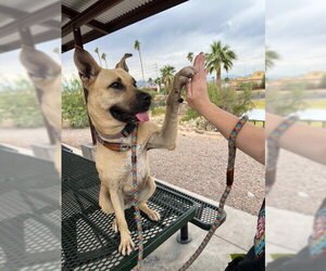 Tatiana - Female Black Mouth Cur-Unknown Mix Dog for Adoption - Photo #3